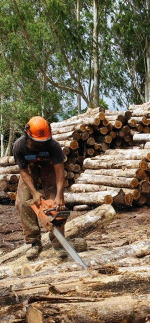 plantation-logs